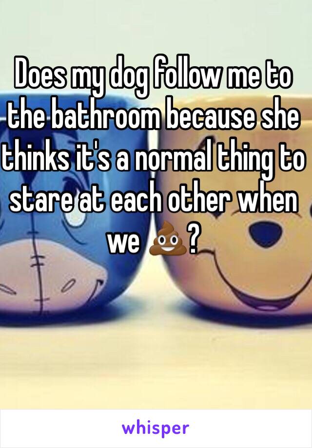 Does my dog follow me to the bathroom because she thinks it's a normal thing to stare at each other when we 💩?  