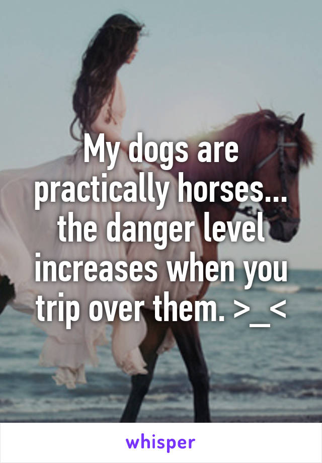 My dogs are practically horses... the danger level increases when you trip over them. >_<