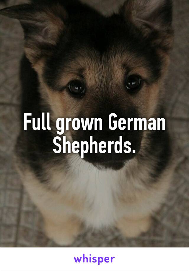 Full grown German Shepherds.