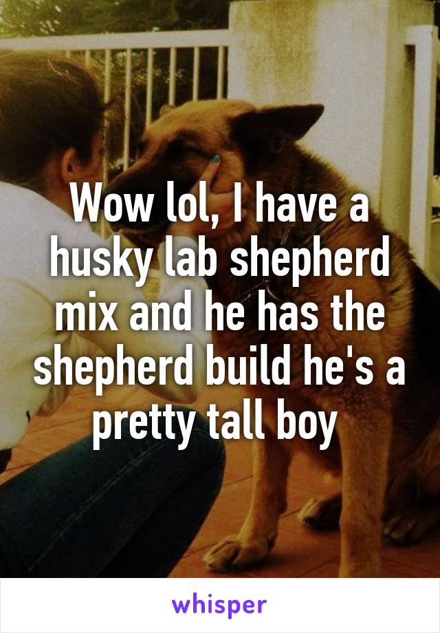 Wow lol, I have a husky lab shepherd mix and he has the shepherd build he's a pretty tall boy 