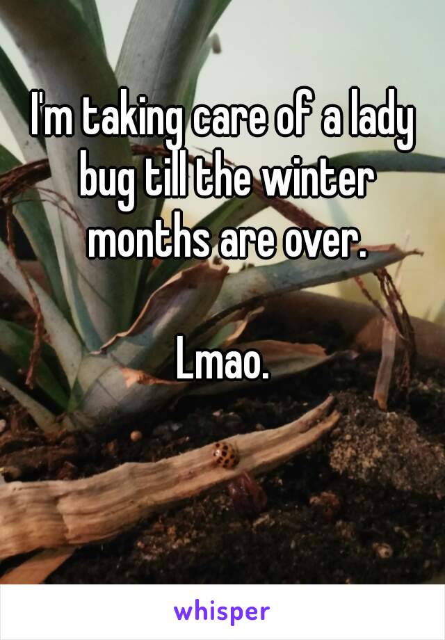 I'm taking care of a lady bug till the winter months are over.

Lmao.






