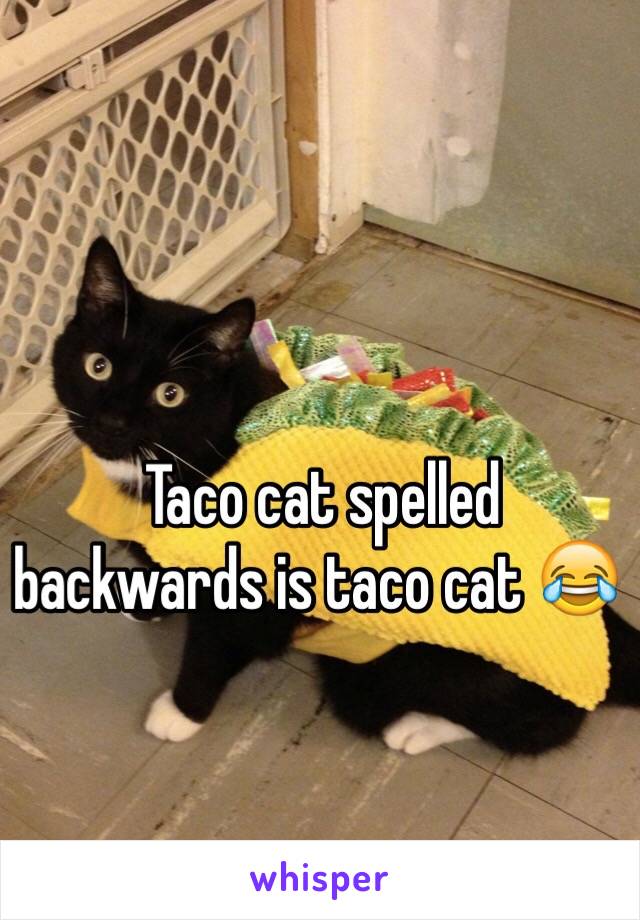  Taco cat spelled backwards is taco cat 😂