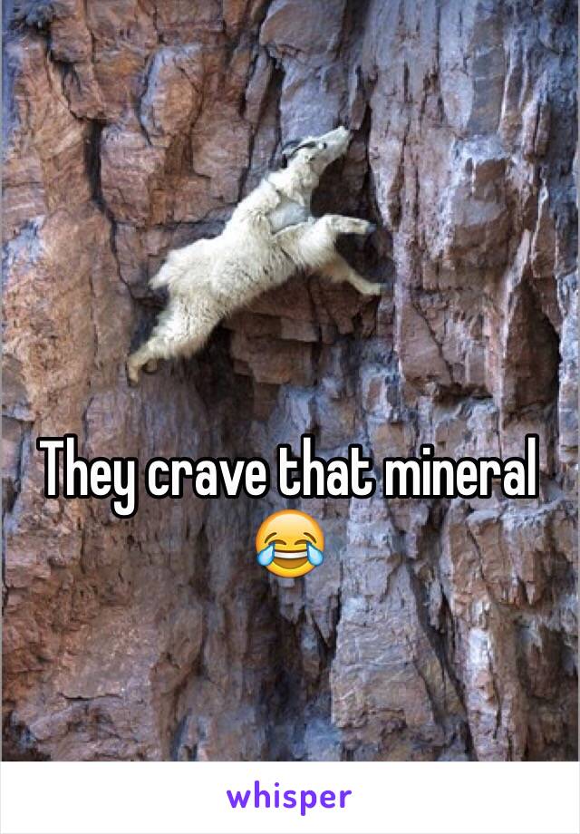 They crave that mineral 😂