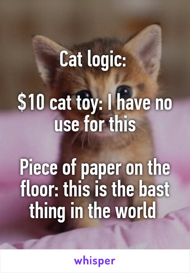 Cat logic: 

$10 cat toy: I have no use for this

Piece of paper on the floor: this is the bast thing in the world 