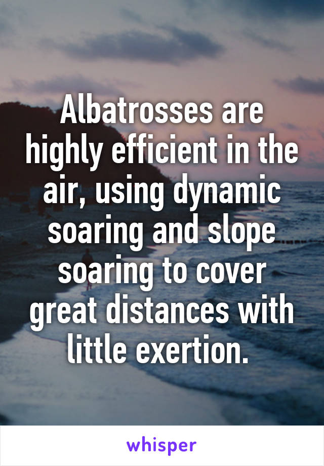 Albatrosses are highly efficient in the air, using dynamic soaring and slope soaring to cover great distances with little exertion. 