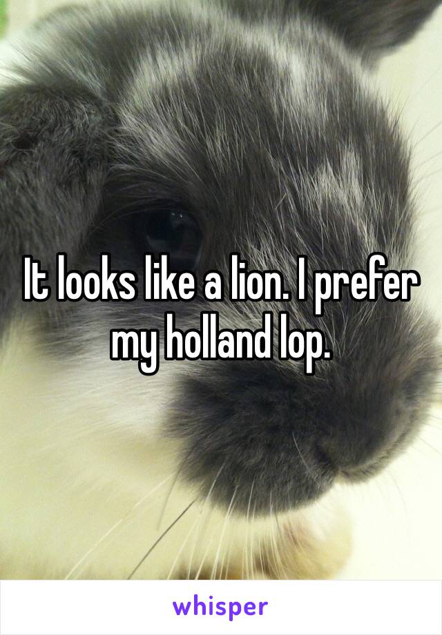 It looks like a lion. I prefer my holland lop.