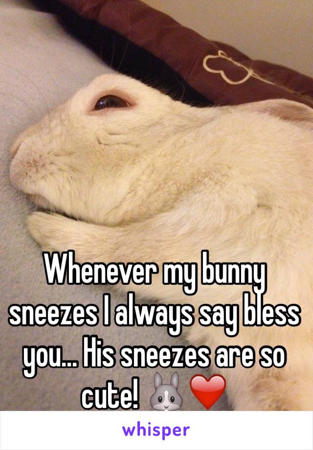 Whenever my bunny sneezes I always say bless you... His sneezes are so cute! 🐰❤️