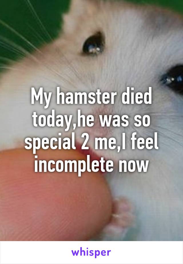 My hamster died today,he was so special 2 me,I feel incomplete now