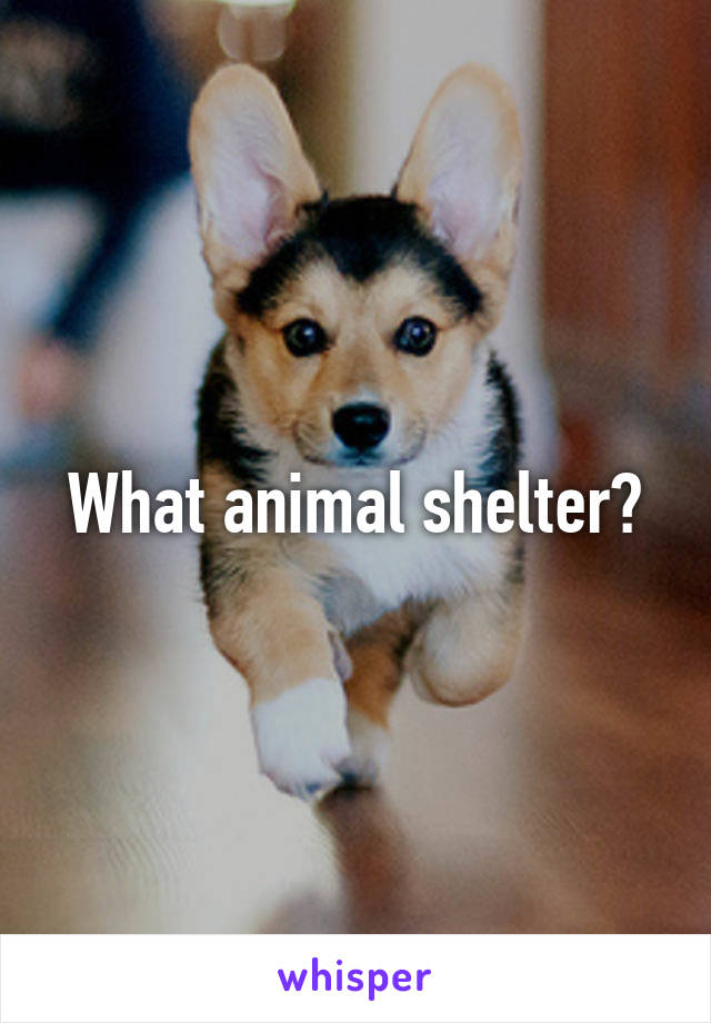 What animal shelter?