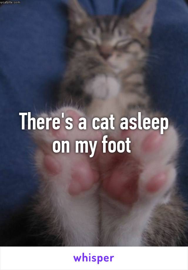 There's a cat asleep on my foot 