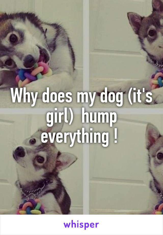 Why does my dog (it's girl)  hump everything ! 