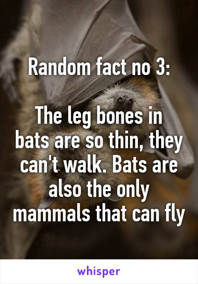 Random fact no 3:

The leg bones in bats are so thin, they can't walk. Bats are also the only mammals that can fly
