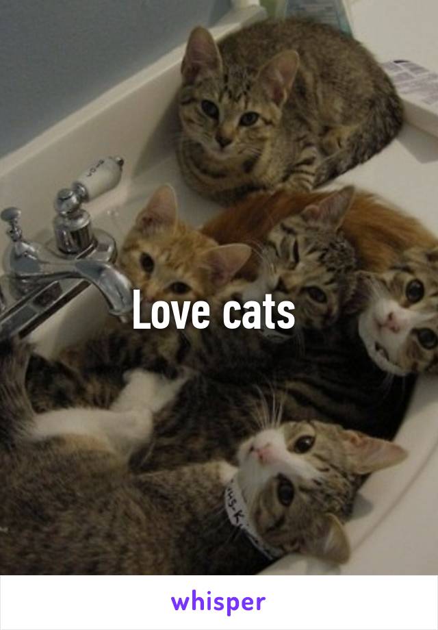 Love cats 