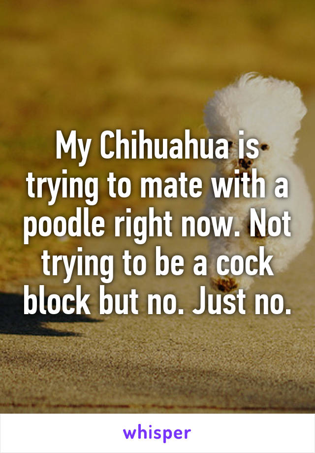 My Chihuahua is trying to mate with a poodle right now. Not trying to be a cock block but no. Just no.
