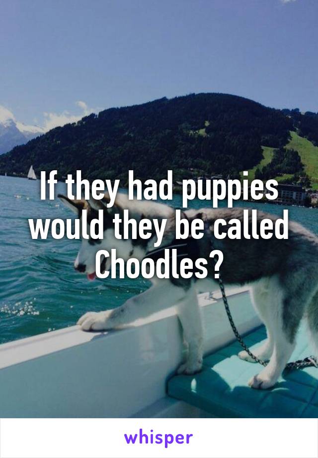 If they had puppies would they be called Choodles?