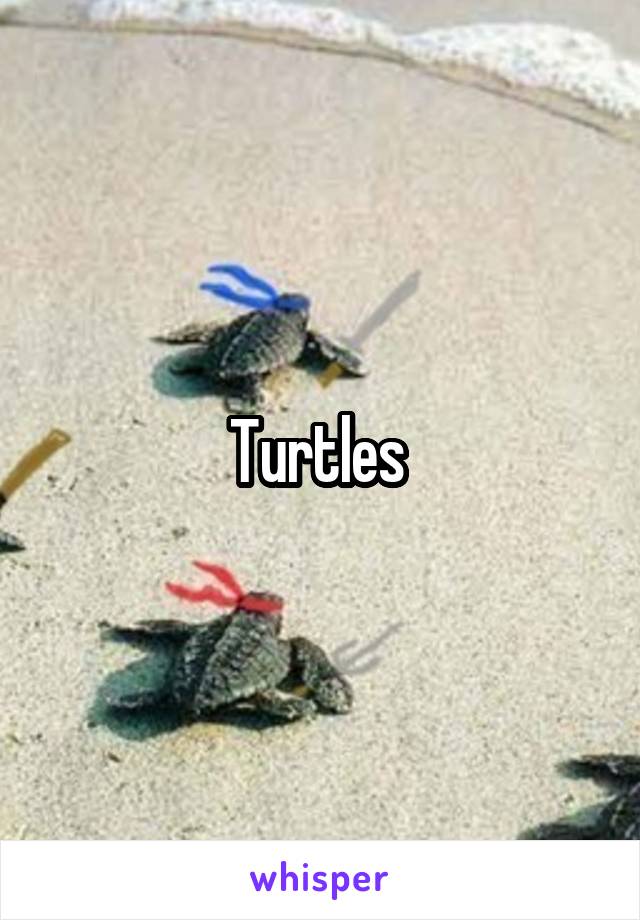 Turtles 