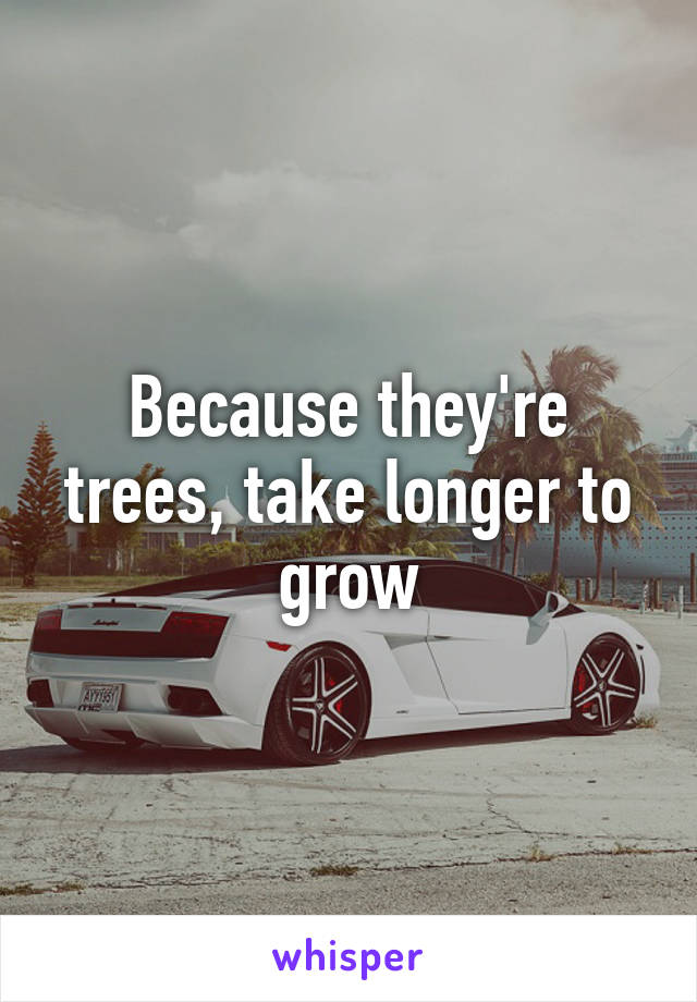 Because they're trees, take longer to grow