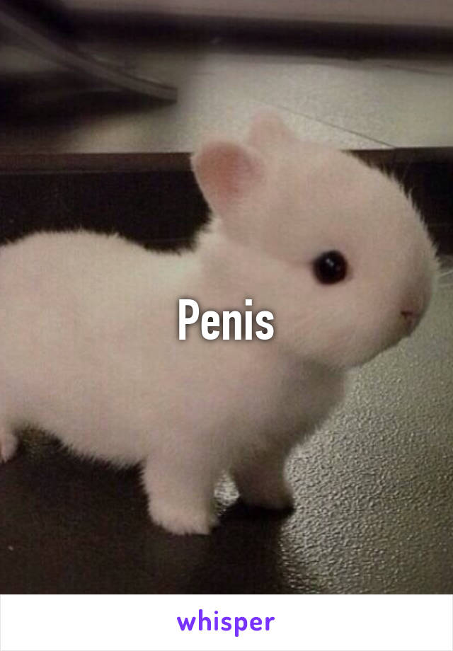 Penis