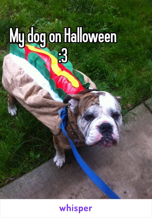 My dog on Halloween 
:3 