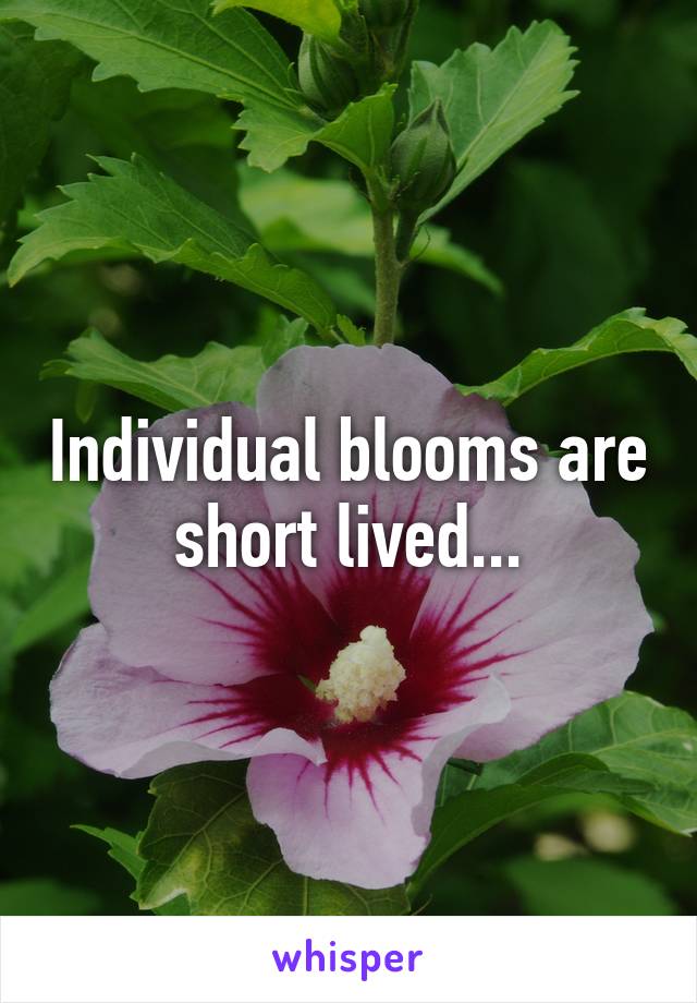Individual blooms are short lived...
