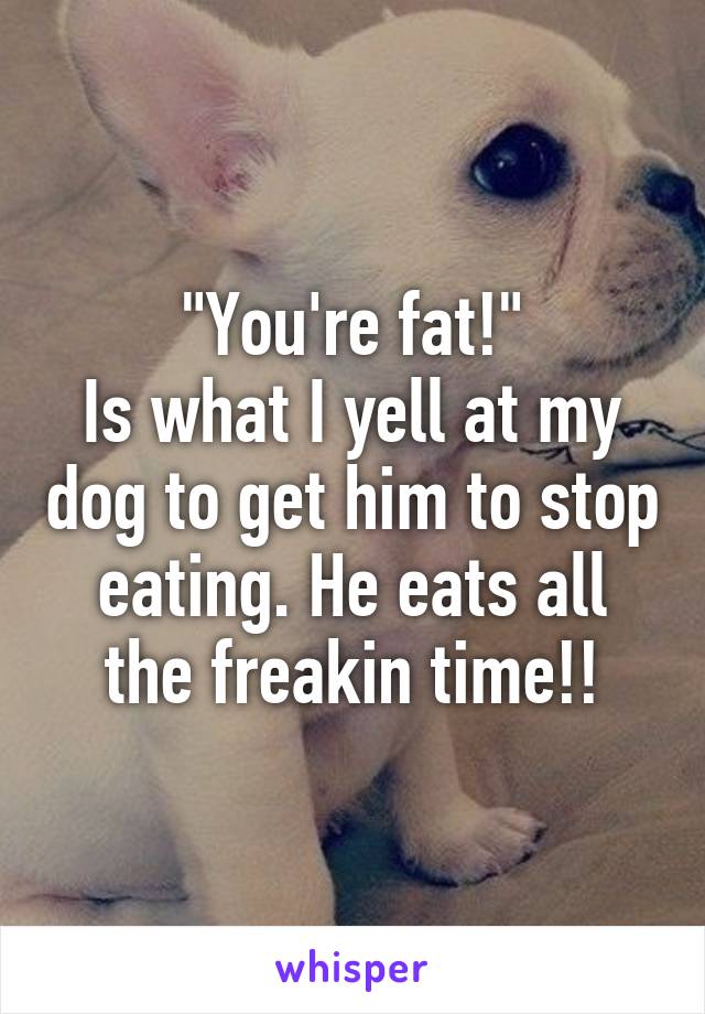 "You're fat!"
Is what I yell at my dog to get him to stop eating. He eats all the freakin time!!