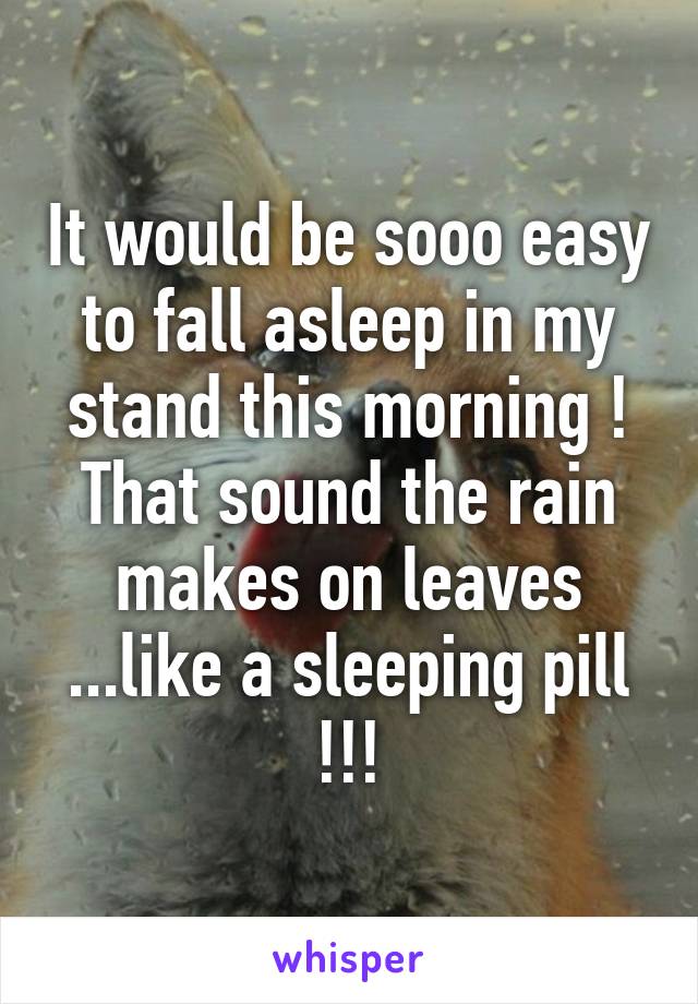 It would be sooo easy to fall asleep in my stand this morning !
That sound the rain makes on leaves ...like a sleeping pill !!!