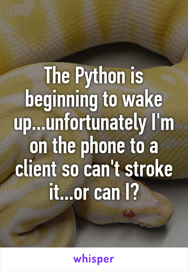 The Python is beginning to wake up...unfortunately I'm on the phone to a client so can't stroke it...or can I?