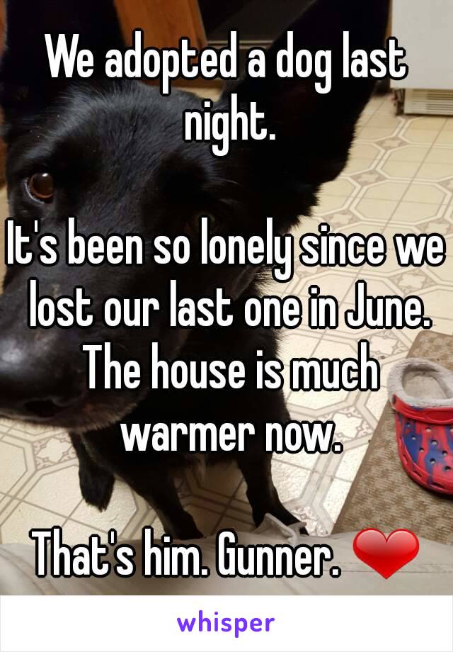 We adopted a dog last night.

It's been so lonely since we lost our last one in June. The house is much warmer now.

That's him. Gunner. ❤
