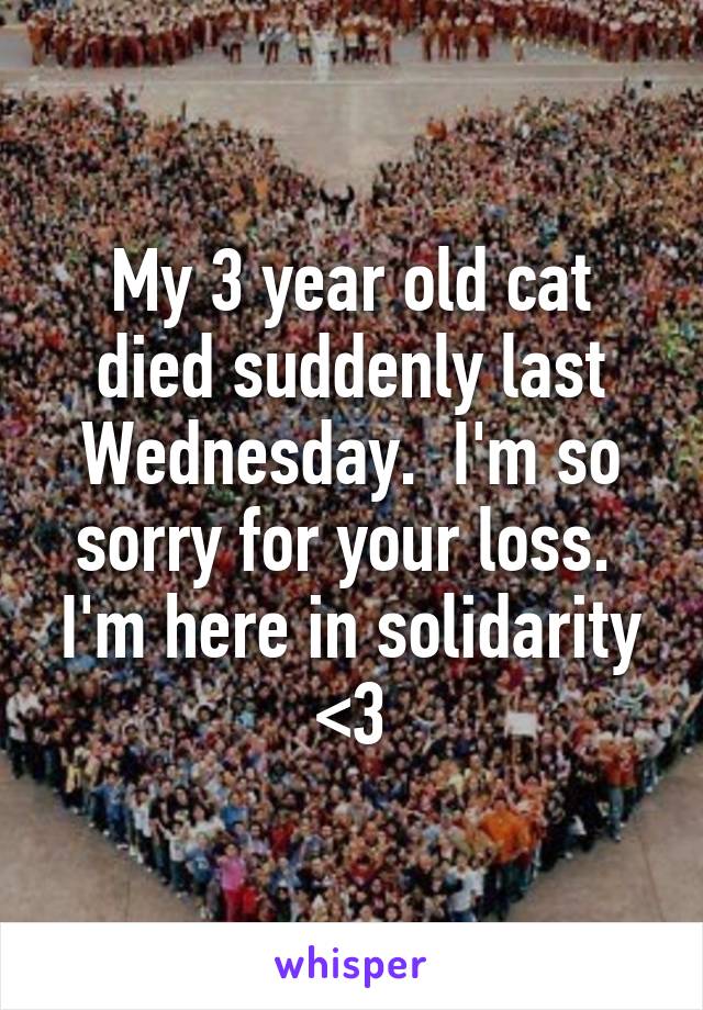 My 3 year old cat died suddenly last Wednesday.  I'm so sorry for your loss.  I'm here in solidarity <3