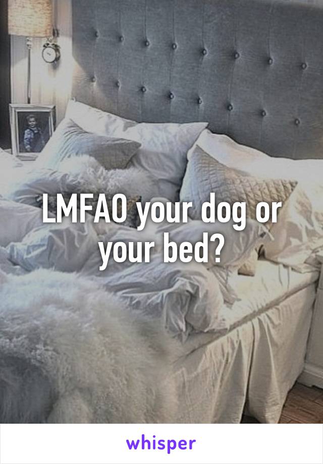 LMFAO your dog or your bed?