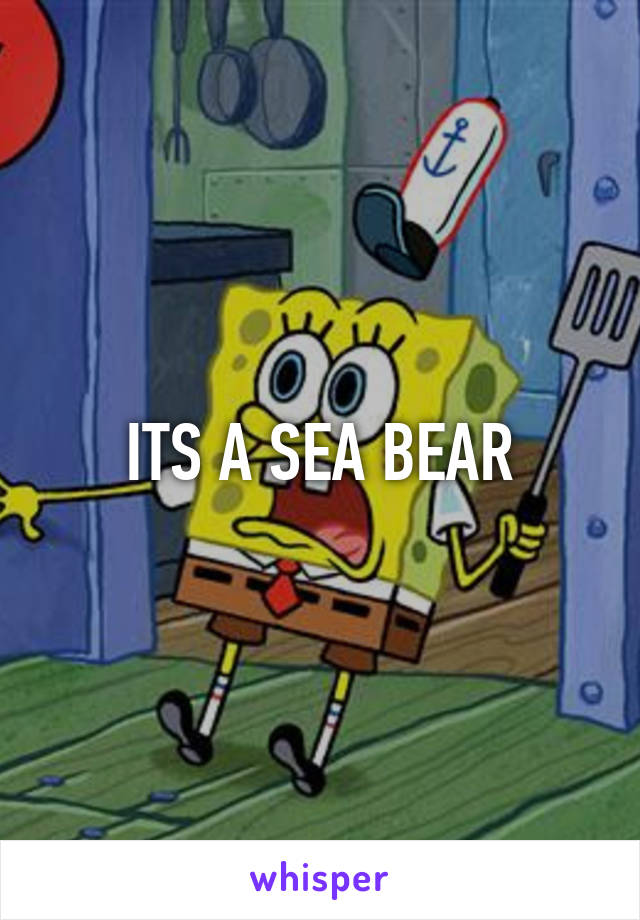 ITS A SEA BEAR