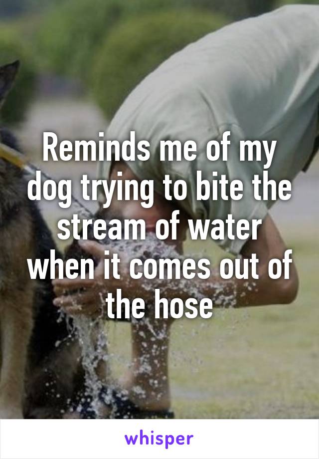 Reminds me of my dog trying to bite the stream of water when it comes out of the hose