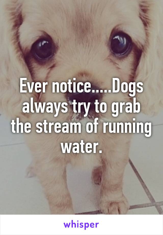 Ever notice.....Dogs always try to grab the stream of running water.