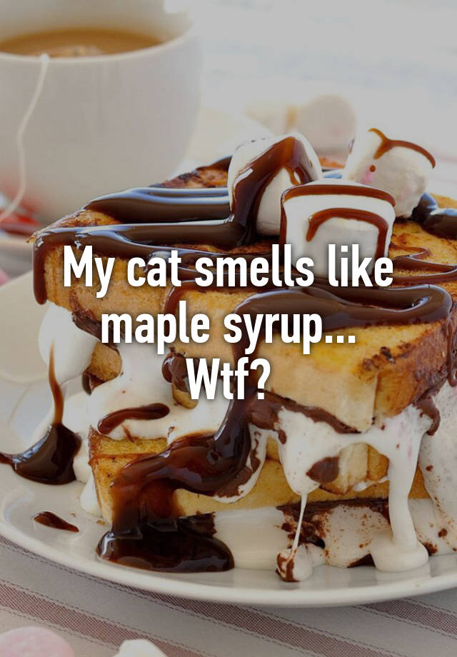 Why Does My Cat Smell Like Maple Syrup 