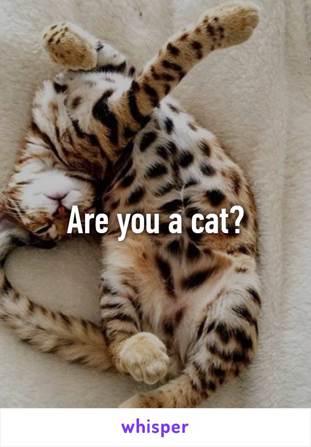 Are you a cat?