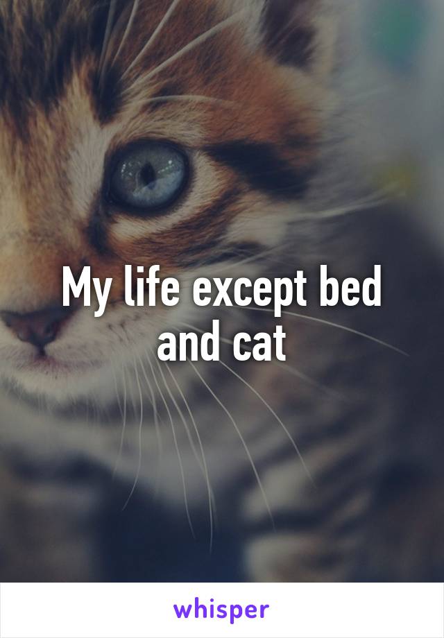 My life except bed and cat