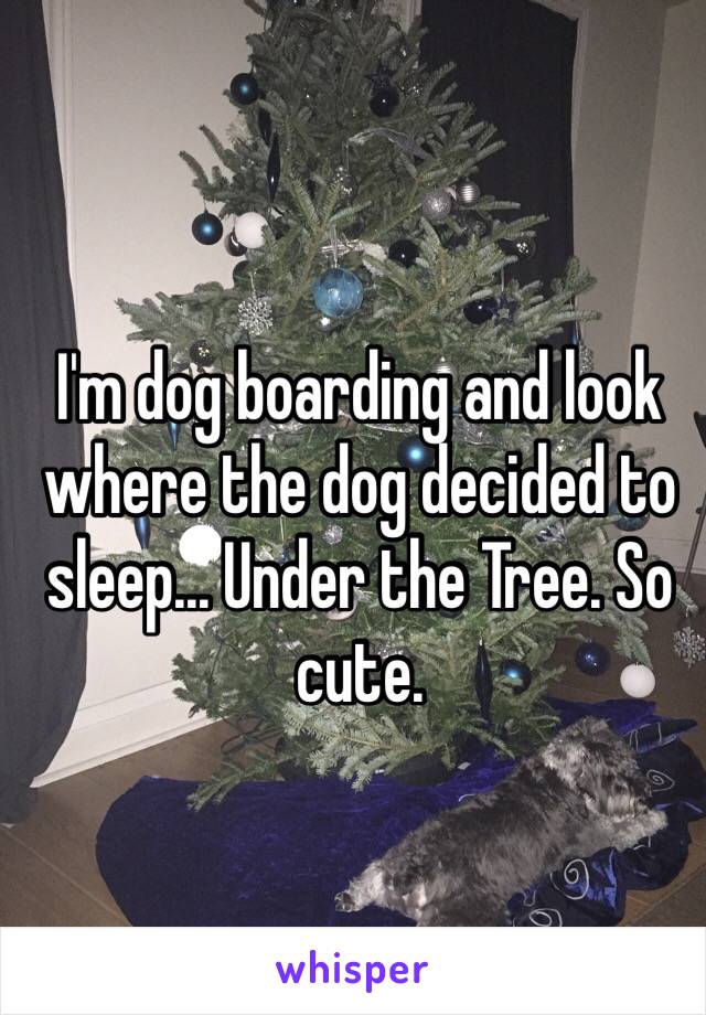 I'm dog boarding and look where the dog decided to sleep... Under the Tree. So cute. 