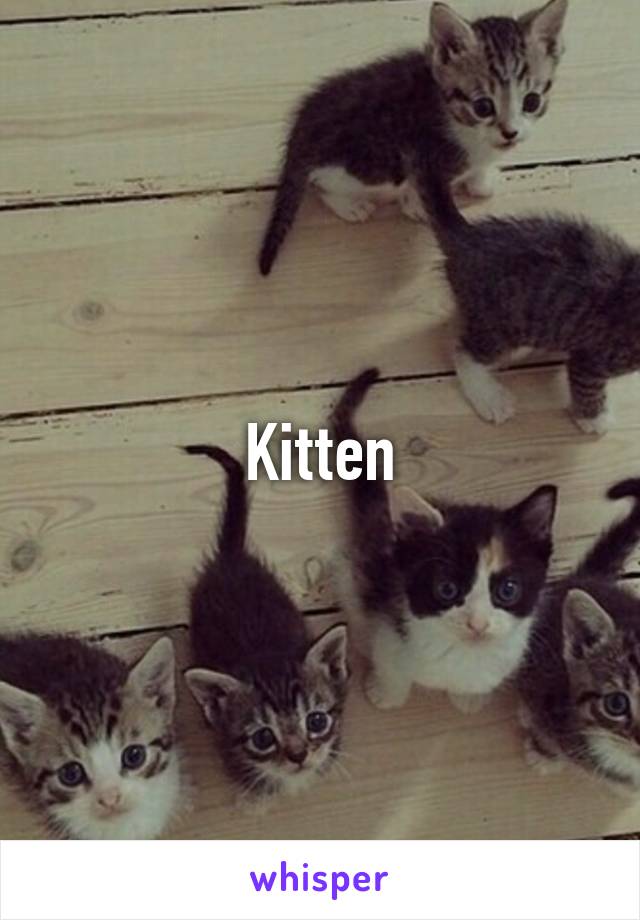 Kitten