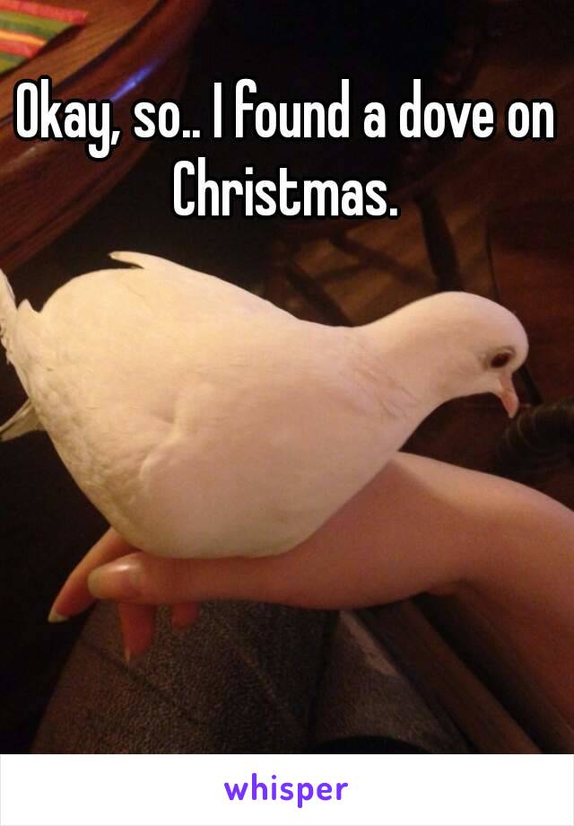 Okay, so.. I found a dove on Christmas. 