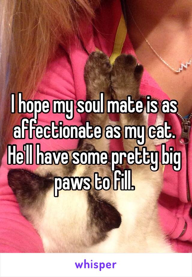 I hope my soul mate is as affectionate as my cat. He'll have some pretty big paws to fill.