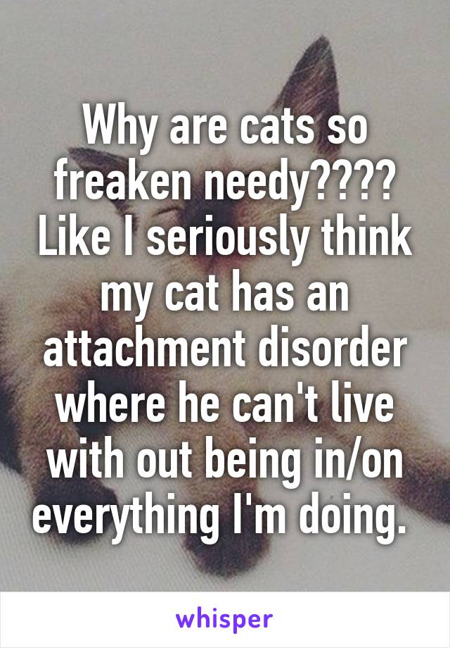 Why are cats so freaken needy???? Like I seriously think my cat has an attachment disorder where he can't live with out being in/on everything I'm doing. 