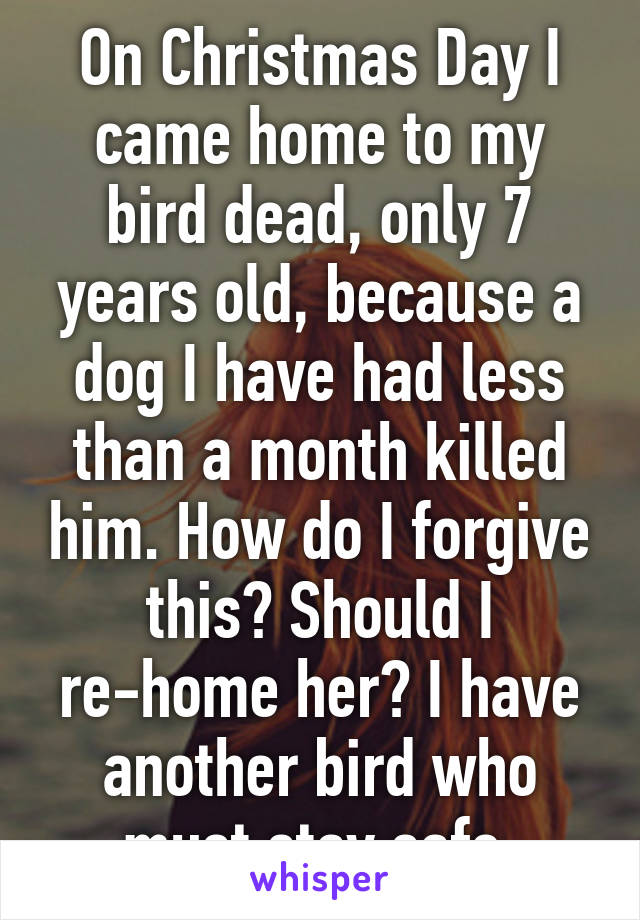 On Christmas Day I came home to my bird dead, only 7 years old, because a dog I have had less than a month killed him. How do I forgive this? Should I re-home her? I have another bird who must stay safe.