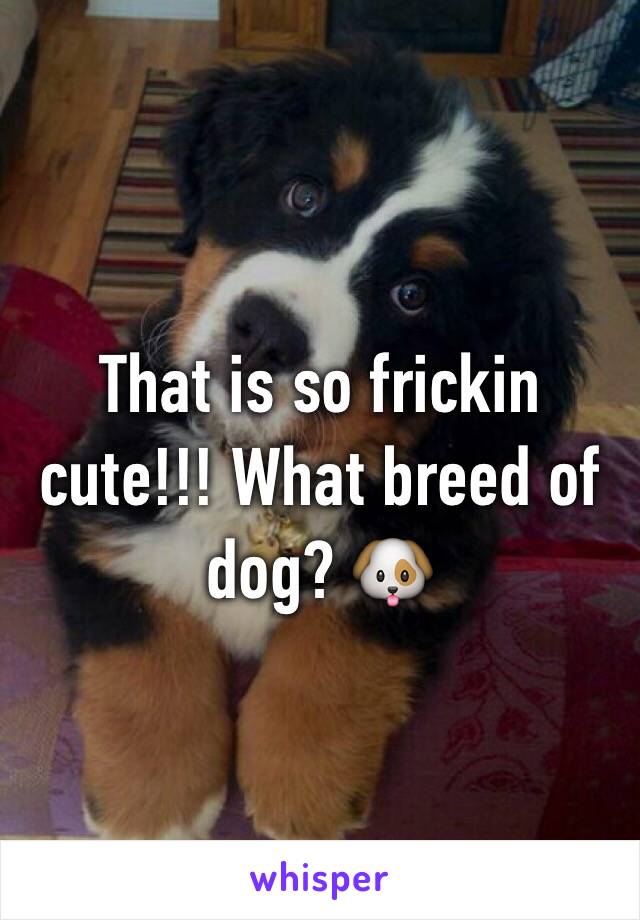 That is so frickin cute!!! What breed of dog? 🐶