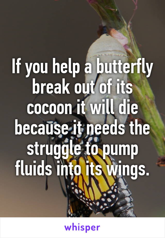 If you help a butterfly break out of its cocoon it will die