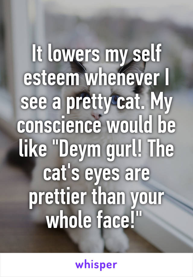 It lowers my self esteem whenever I see a pretty cat. My conscience would be like "Deym gurl! The cat's eyes are prettier than your whole face!" 