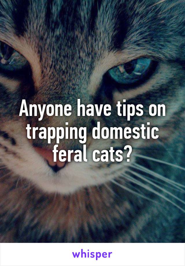 Anyone have tips on trapping domestic feral cats?