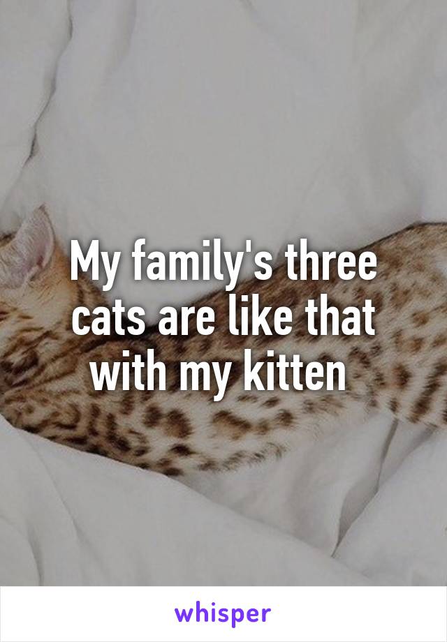 My family's three cats are like that with my kitten 