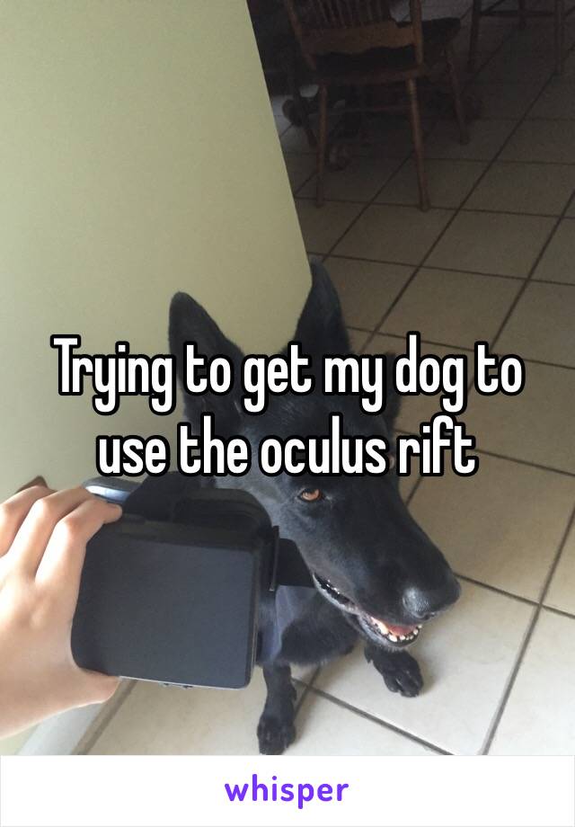 Trying to get my dog to use the oculus rift