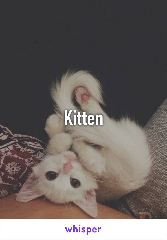 Kitten