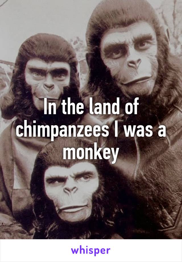 In the land of chimpanzees I was a monkey